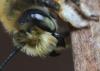 Megachile willughbiella